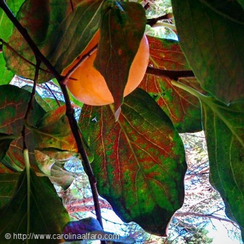Mis fotos Instagram